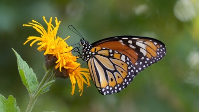 butterfly wonderland