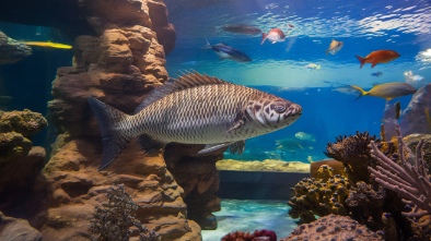 sea life arizona aquarium