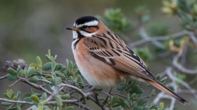 thunderbird conservation park