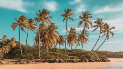 thunderbird palms